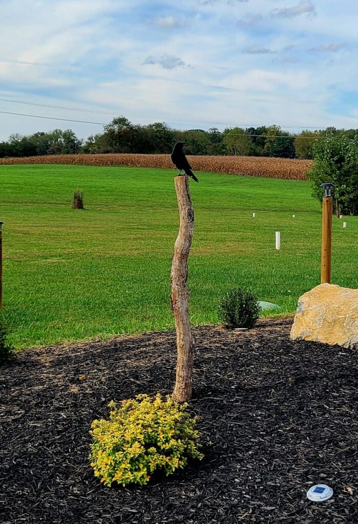 A black bird perches on a weathered wooden post in a landscaped yard with mulch, shrubs, and a large open green field in the background.